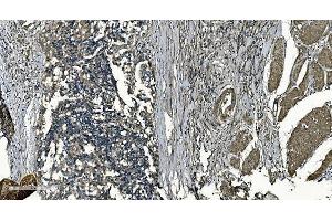IHC analysis of GNG7 using anti-GNG7 antibody (ABIN7600508).