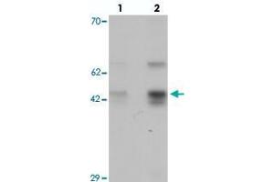 Western blot analysis of SLC35D3 in HeLa cell lysate with SLC35D3 polyclonal antibody  at (lane 1) 1 and (lane 2) 2 ug/mL. (SLC35D3 antibody  (C-Term))