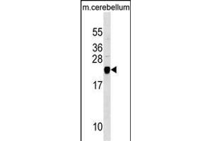 TAGLN3 Antibody (N-term) (ABIN1538865 and ABIN2849905) western blot analysis in mouse cerebellum tissue lysates (35 μg/lane). (Transgelin 3 antibody  (N-Term))