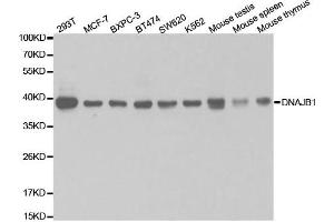 Western Blotting (WB) image for anti-DnaJ (Hsp40) Homolog, Subfamily B, Member 1 (DNAJB1) antibody (ABIN1876690) (DNAJB1 antibody)