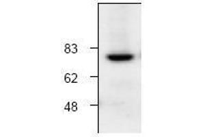 Image no. 1 for anti-Calpain 1 (CAPN1) antibody (ABIN127044)