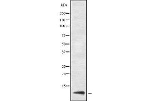 Western blot analysis URM1 using LOVO whole cell lysates (Urm1 antibody  (Internal Region))