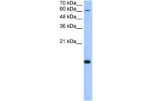 POLR2H antibody used at 5 ug/ml to detect target protein. (POLR2H antibody  (N-Term))