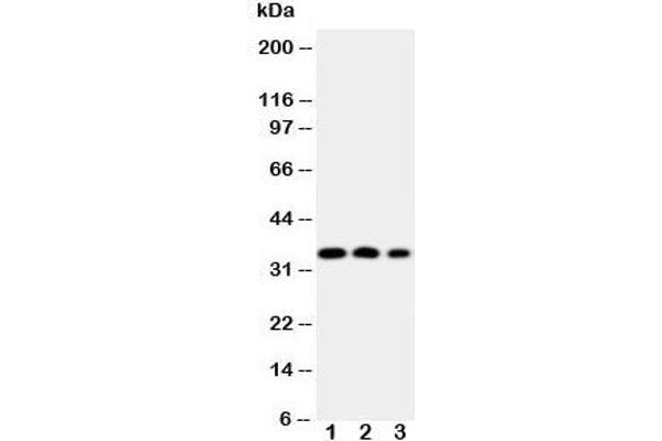 HOXA4 antibody  (N-Term)