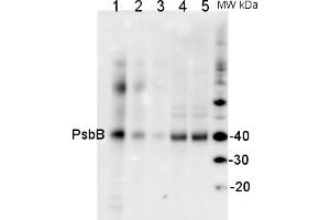 Image no. 1 for anti-Cp47 Protein of Psii (Psbb) antibody (ABIN93540) (Psbb antibody)