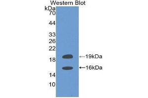 Western Blotting (WB) image for anti-Fibroblast Growth Factor 2 (Basic) (FGF2) (AA 159-288) antibody (ABIN1078034) (FGF2 antibody  (AA 159-288))