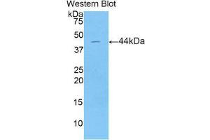 Western Blotting (WB) image for anti-Lipocalin 15 (LCN15) (AA 26-170) antibody (ABIN1859629) (LCN15 antibody  (AA 26-170))