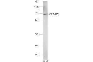 Human CEA lysates probed with Mouse Anti-CEA (B5) Monoclonal Antibody, Unconjugated (bsm-1624M) at 1:300 overnight at 4˚C.
