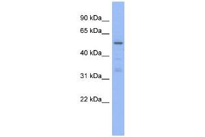 WB Suggested Anti-TRIM5 Antibody Titration:  0.
