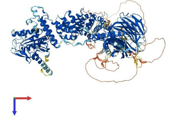 Raptor Protein (AA 1-1335) (His tag)
