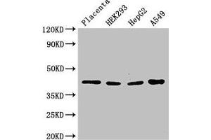 Western Blot Positive WB detected in: Human placenta tissue, HEK293 whole cell lysate, HepG2 whole cell lysate, A549 whole cell lysate All lanes: HSD3B1 antibody at 3 μg/mL Secondary Goat polyclonal to rabbit IgG at 1/50000 dilution Predicted band size: 43 kDa Observed band size: 43 kDa (HSD3B1 antibody  (AA 127-267))