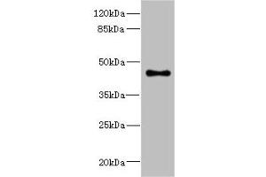 GPR68 antibody  (AA 276-365)