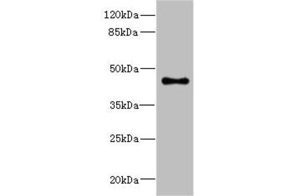 GPR68 antibody  (AA 276-365)