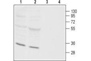 Western blot analysis of rat (lanes 1 and 3) and mouse (lanes 2 and 4) heart membranes: - 1,2. (ORAI3 antibody  (Intracellular, N-Term))