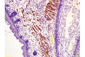 Formalin-fixed and paraffin embedded mouse embryonic muscle labeled with Anti-Fast skeletal Myosin Polyclonal Antibody, Unconjugated (ABIN755707) at 1:200 followed by conjugation to the secondary antibody and DAB staining (MYL1 antibody  (AA 101-170))