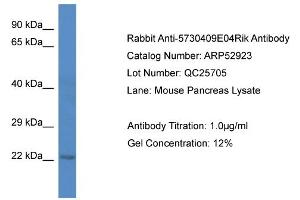 Western Blotting (WB) image for anti-Chromosome 1 Open Reading Frame 216 (C1ORF216) (C-Term) antibody (ABIN2785156) (C1ORF216 antibody  (C-Term))