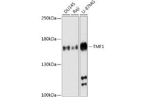 Western blot analysis of extracts of various cell lines, using TMF1 antibody (ABIN7270738) at 1:1000 dilution. (TMF1 antibody  (AA 900-1000))