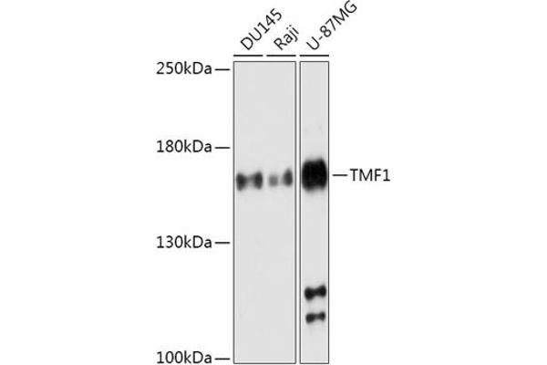TMF1 antibody  (AA 900-1000)
