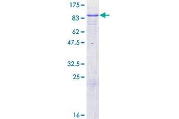 GTPBP1 Protein (AA 1-584) (GST tag)