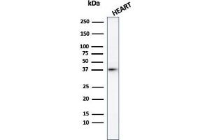 Western Blot Analysis of human heart tissue lysate using Histone H1 Rabbit Polyclonal Antibody. (Histone H1 antibody)