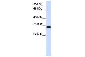 GINS2 antibody used at 1 ug/ml to detect target protein. (GINS2 antibody)