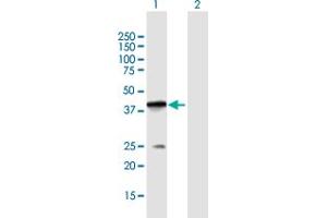 Western Blot analysis of POLB expression in transfected 293T cell line by POLB MaxPab polyclonal antibody. (POLB antibody  (AA 1-335))