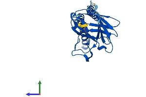 AlphaFold protein structure predicition of Human Recombinant MT-CO2 Protein, UniprotID P00403 (COX2 Protein (AA 1-227) (His tag))