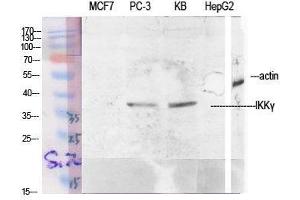 Western Blot (WB) analysis of specific cells using IKKgamma Polyclonal Antibody. (IKBKG antibody  (Tyr363))
