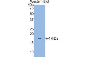 Western blot analysis of the recombinant protein. (RBP7 antibody  (AA 1-134))