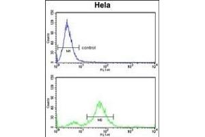 DAB2 Antibody (C-term) (ABIN652936 and ABIN2842598) flow cytometry analysis of Hela cells (bottom histogram) compared to a negative control cell (top histogram). (DAB2 antibody  (C-Term))