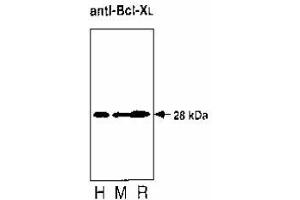 Image no. 1 for anti-BCL2-Like 1 (BCL2L1) antibody (ABIN187417)