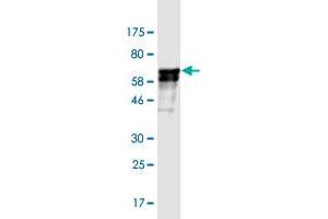 Western Blotting (WB) image for anti-DDB1 and CUL4 Associated Factor 8 (DCAF8) (AA 1-273) antibody (ABIN526332)