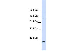 Western Blotting (WB) image for anti-Heat Shock 10kDa Protein 1 (Chaperonin 10) (HSPE1) antibody (ABIN2459791) (HSPE1 antibody)