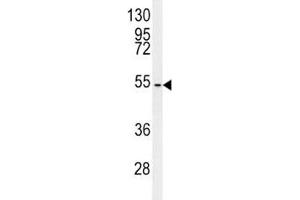 C7orf28A antibody western blot analysis in mouse NIH3T3 lysate (CCZ1 antibody  (AA 239-265))