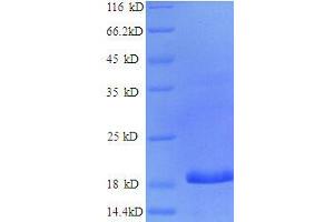 CCAAT/enhancer Binding Protein (C/EBP), gamma (CEBPG) (AA 1-148), (partial) protein (His tag)