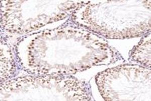Immunohistochemistry analysis of paraffin-embedded mouse testis using,NUP133 (ABIN7074909) at dilution of 1: 4800 (NUP133 antibody)