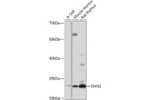 Western blot analysis of extracts of various cell lines, using SN antibody (ABIN7270379) at 1:1000 dilution. (SNAI3 antibody  (AA 7-186))
