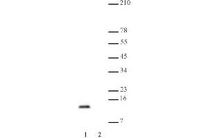 Histone H4 dimethyl Lys20 mAb tested by Western blot. (Histone H4 antibody  (2meLys20))