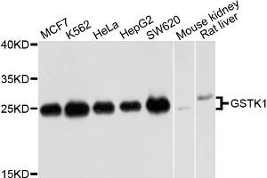 Western blot analysis of extracts of various cell lines, using GSTK1 antibody. (GSTK1 antibody)