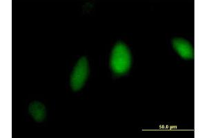 Immunofluorescence of purified MaxPab antibody to FANCL on HeLa cell. (FANCL antibody  (AA 1-375))