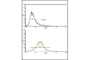 Flow cytometric analysis of 293 cells using COL6A1 Antibody (N-term)(bottom histogram) compared to a negative control cell (top histogram). (COL6A1 antibody  (N-Term))