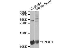 Western blot analysis of extracts of various cell lines, using GNRH1 antibody (ABIN5973277) at 1/1000 dilution.
