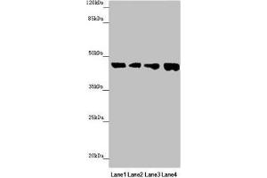 FBXO22 antibody  (AA 104-403)