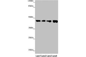Western blot All lanes: FBXO22 antibody at 1.