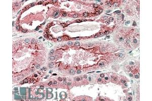 ABIN571011 (5µg/ml) staining of paraffin embedded Human Kidney. (GGCX antibody  (C-Term))