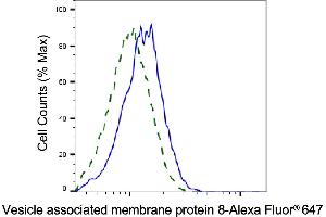 Validation of Vesicle associated membrane protein 8 knockdown using flow cytometry. (Recombinant VAMP8 antibody)