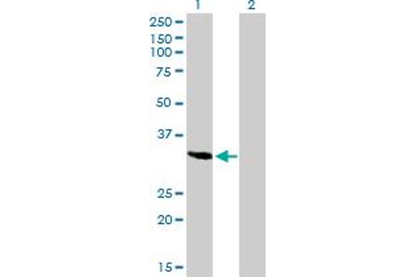 SPARC antibody  (AA 1-303)