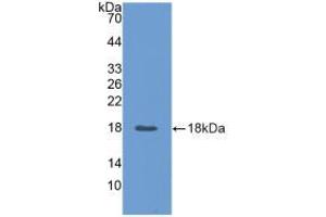 Western blot analysis of recombinant Pig ANGPT2. (Angiopoietin 2 antibody  (AA 89-206))