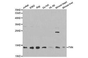 Western blot analysis of extracts of various cell lines, using FXN antibody. (Frataxin antibody  (AA 42-210))