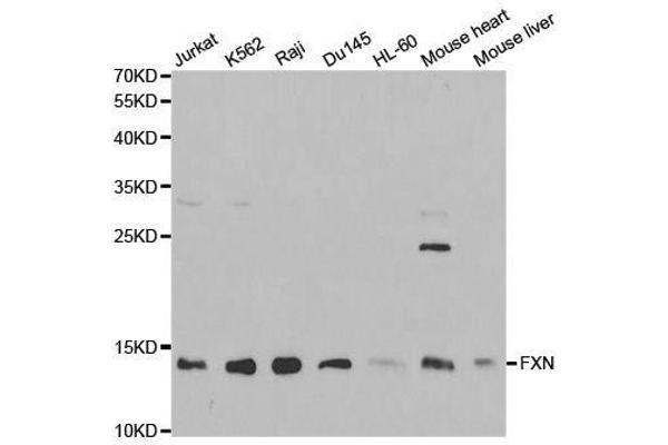 Frataxin 抗体  (AA 42-210)